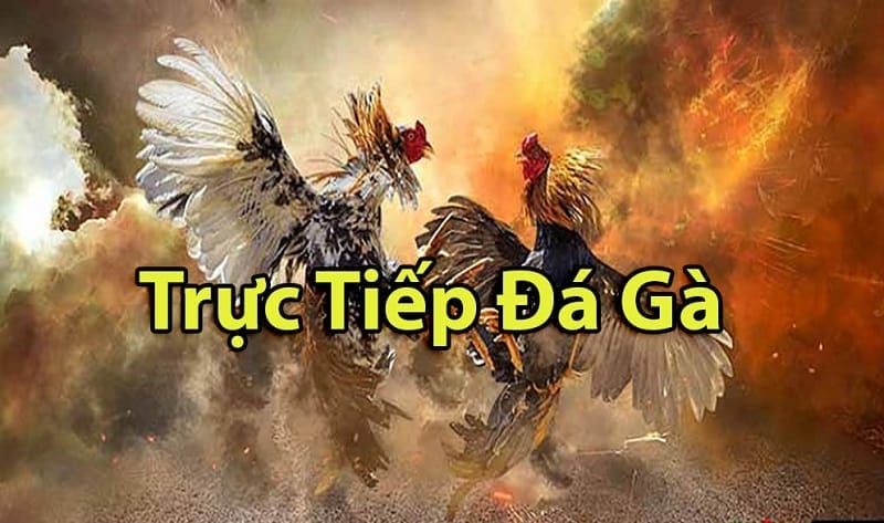 https://nodo.bz/tim-hieu-ve-da-ga-thomo-campuchia/